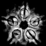 5 Mukhi Collector 22.17 Mm X-Ray