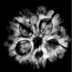5 Mukhi Collector 22.86 Mm X-Ray