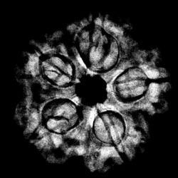 5 mukhi collector 24.56 mm x-ray
