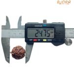 Ganesha Rudraksha 24.75 Mm