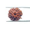 Ganesha Rudraksha 20.60 Mm