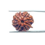 Ganesha Rudraksha 20.60 MM
