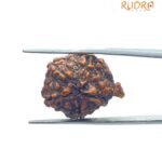 Ganesha Rudraksha 24.75 MM
