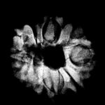 8 Mukhi Rudraksha Ganesha -19.20 MM