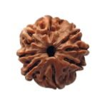 8 Mukhi Rudraksha Ganesha -19.20 Mm