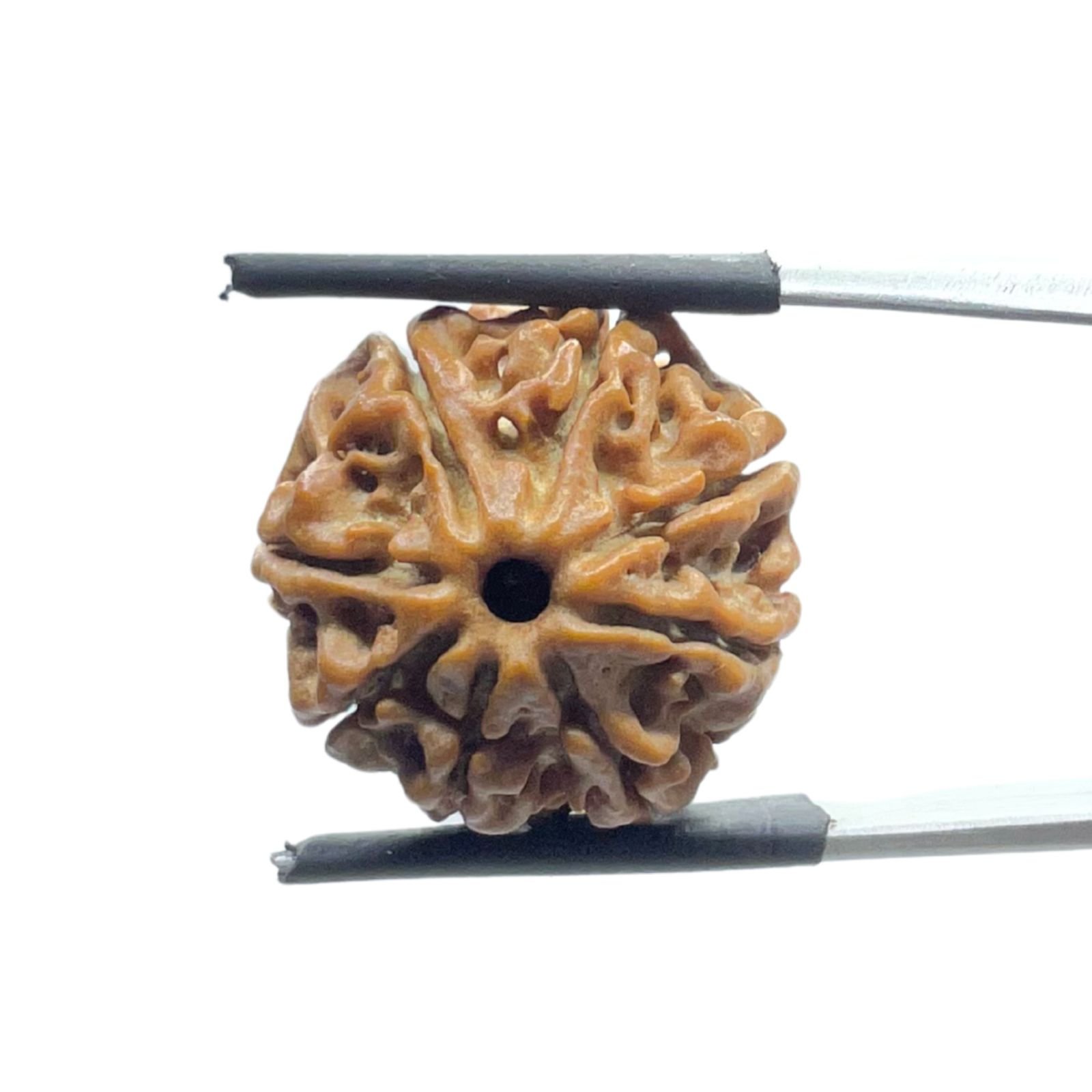 8 Mukhi Rudraksha Nepal - (20.22 Mm ) - (Rudrapuja) 1 8 Mukhi Rudraksha Nepal - (20.22 Mm )