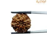 8 Mukhi Rudraksha Nepal - (20.22 MM )