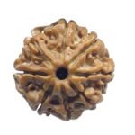 8 Mukhi Rudraksha Nepal - (20.22 Mm ) - (Rudrapuja) 6 8 Mukhi Rudraksha Nepal - (20.22 Mm )