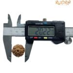 8 Mukhi Rudraksha Nepal - (20.22 Mm ) - (Rudrapuja) 7 8 Mukhi Rudraksha Nepal - (20.22 Mm )