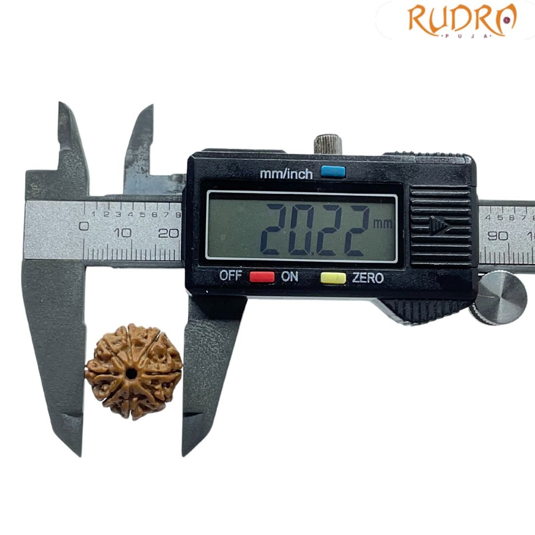 8 Mukhi Rudraksha Nepal - (20.22 Mm ) - (Rudrapuja) 4 8 Mukhi Rudraksha Nepal - (20.22 Mm )