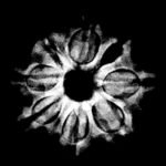 8 Mukhi Rudraksha Nepal - (20.22 MM) x-ray