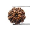 8 Mukhi Rudraksha Nepal (21.60 Mm )