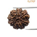 8 Mukhi Rudraksha Nepal (21.60 mm )