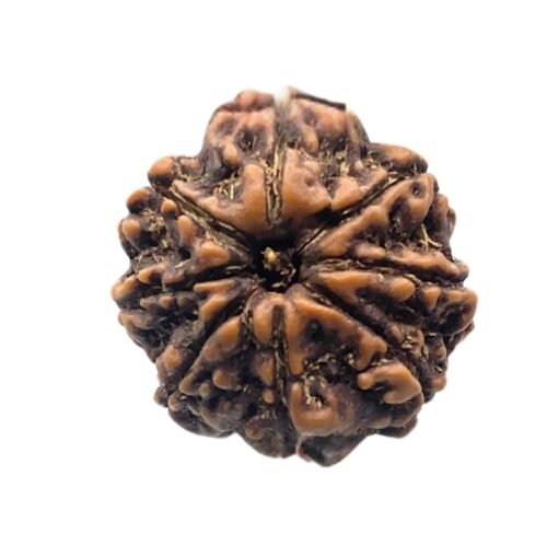 8 Mukhi Rudraksha Nepal (21.60 mm )