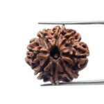 8 Mukhi Rudraksha Nepal (23.33 mm )