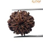 8 Mukhi Rudraksha Nepal (23.33 mm )