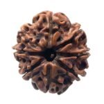 8 Mukhi Rudraksha Nepal (23.33 Mm )