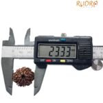 8 Mukhi Rudraksha Nepal (23.33 Mm )