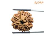 8 Mukhi Rudraksha Nepal - (24.98 MM ) - (Rudrapuja)