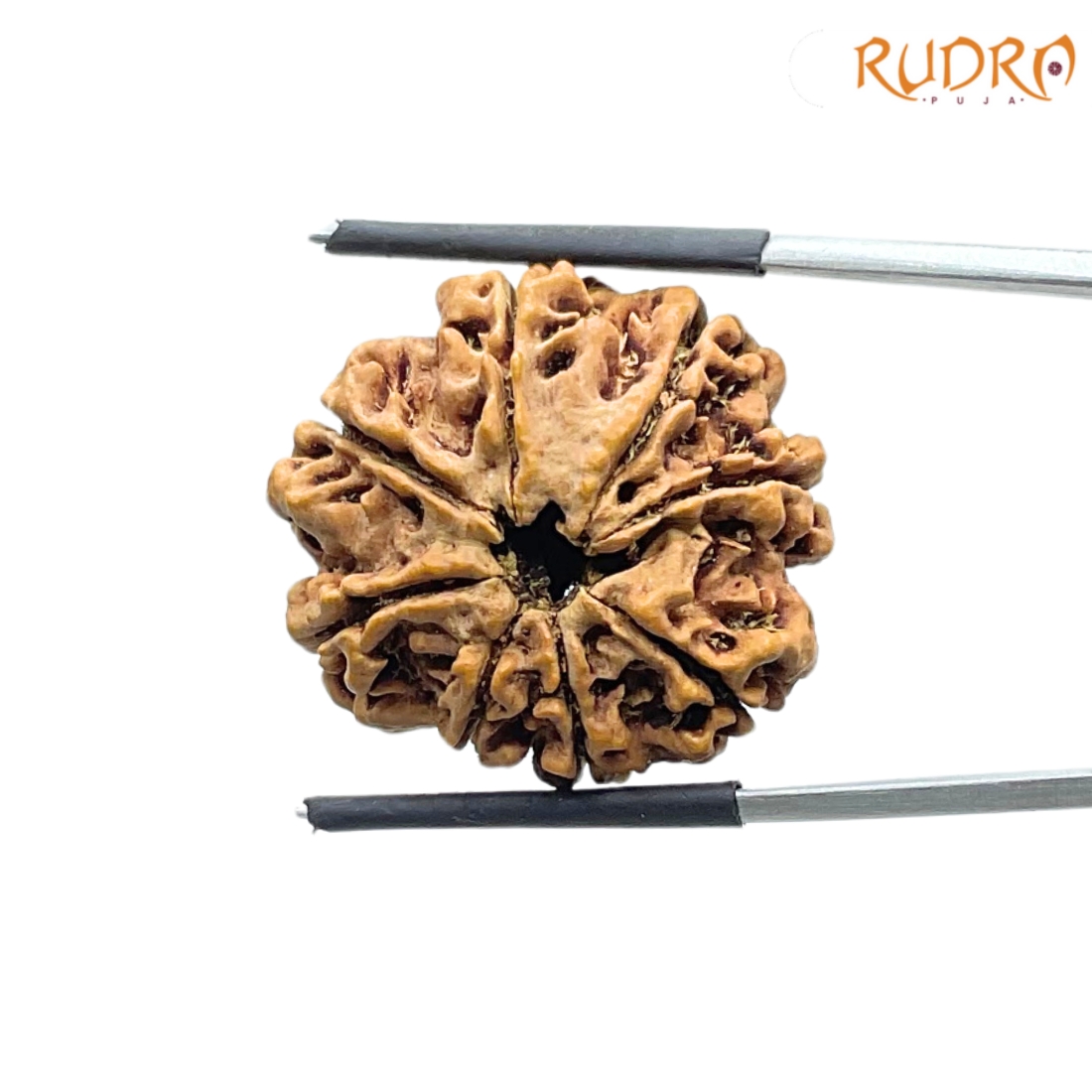 8 Mukhi Rudraksha Nepal - (24.98 MM ) - (Rudrapuja)