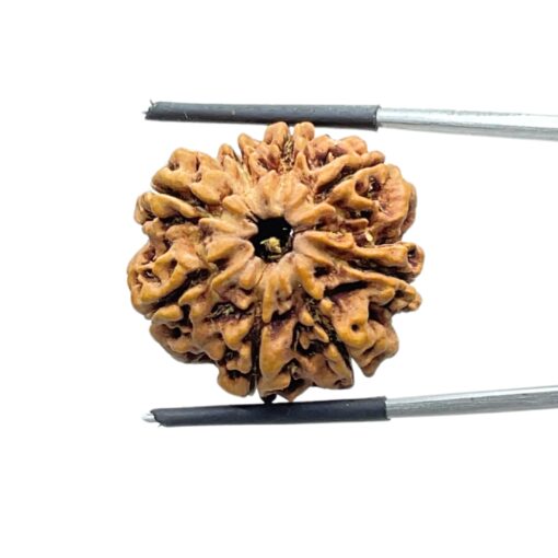 8 Mukhi Rudraksha Nepal - (24.98 MM ) - (Rudrapuja)