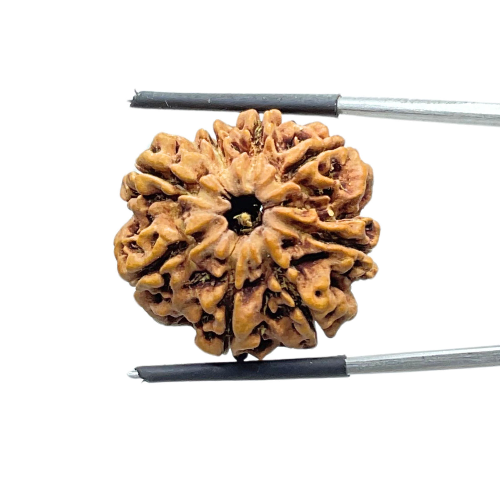 8 Mukhi Rudraksha Nepal - (24.98 MM ) - (Rudrapuja)