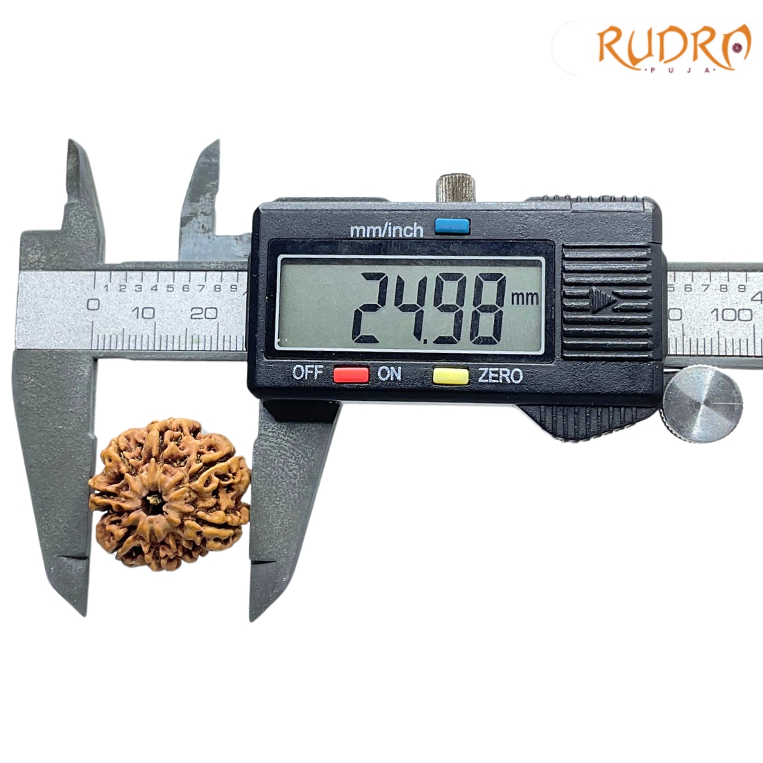 8 Mukhi Rudraksha Nepal - (24.98 MM ) - (Rudrapuja)