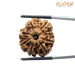 8 Mukhi Rudraksha Nepal - (24.98 MM ) - (Rudrapuja)