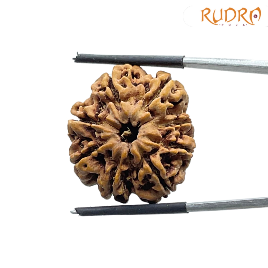 8 Mukhi Rudraksha Nepal - (24.98 MM ) - (Rudrapuja)