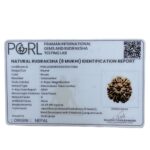 8 Mukhi Rudraksha Nepal - (24.98 MM )