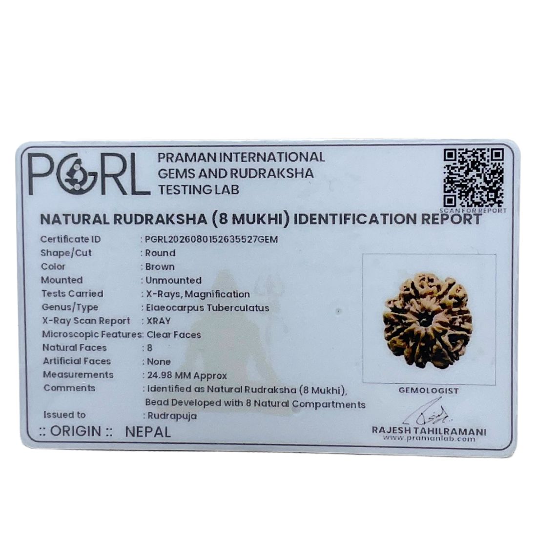 8 Mukhi Rudraksha Nepal - (24.98 MM )