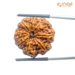 8 Mukhi Rudraksha Nepal - (25.03 MM ) - (Rudrapuja)