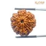 8 Mukhi Rudraksha Nepal - (25.03 MM ) - (Rudrapuja)