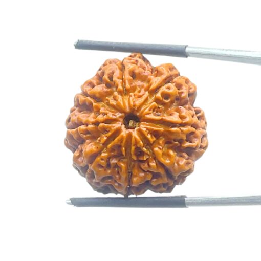 8 Mukhi Rudraksha Nepal - (25.03 MM ) - (Rudrapuja)