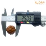 8 Mukhi Rudraksha Nepal - (25.03 MM ) - (Rudrapuja)