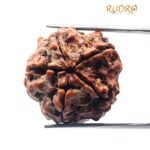 Collector 5 Mukhi Rudraksha Nepal - (22.17 Mm)