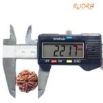 Collector 5 Mukhi Rudraksha Nepal - (22.17 Mm)