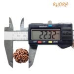 Collector 5 Mukhi Rudraksha Nepal - (22.32 Mm)