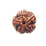 Collector 5 Mukhi Rudraksha Nepal - (22.32 Mm)