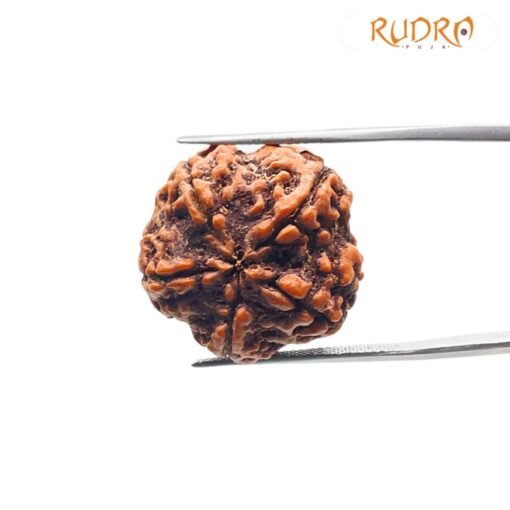 Collector 5 Mukhi Rudraksha Nepal - (23.48 Mm)