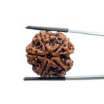 Collector 5 Mukhi Rudraksha Nepal - (22.35 MM)
