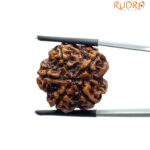 Collector 5 Mukhi Rudraksha Nepal - (22.35 MM)