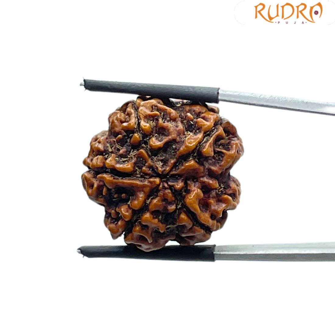 Collector 5 Mukhi Rudraksha Nepal - (22.35 MM)