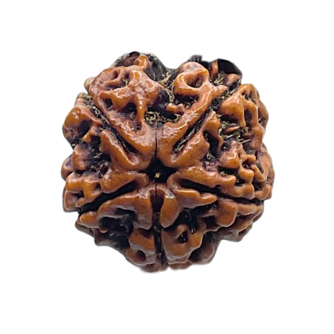 Collector 5 Mukhi Rudraksha Nepal - (22.35 MM)