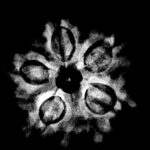 Collector 5 Mukhi Rudraksha Nepal - (22.35 MM) x-ray