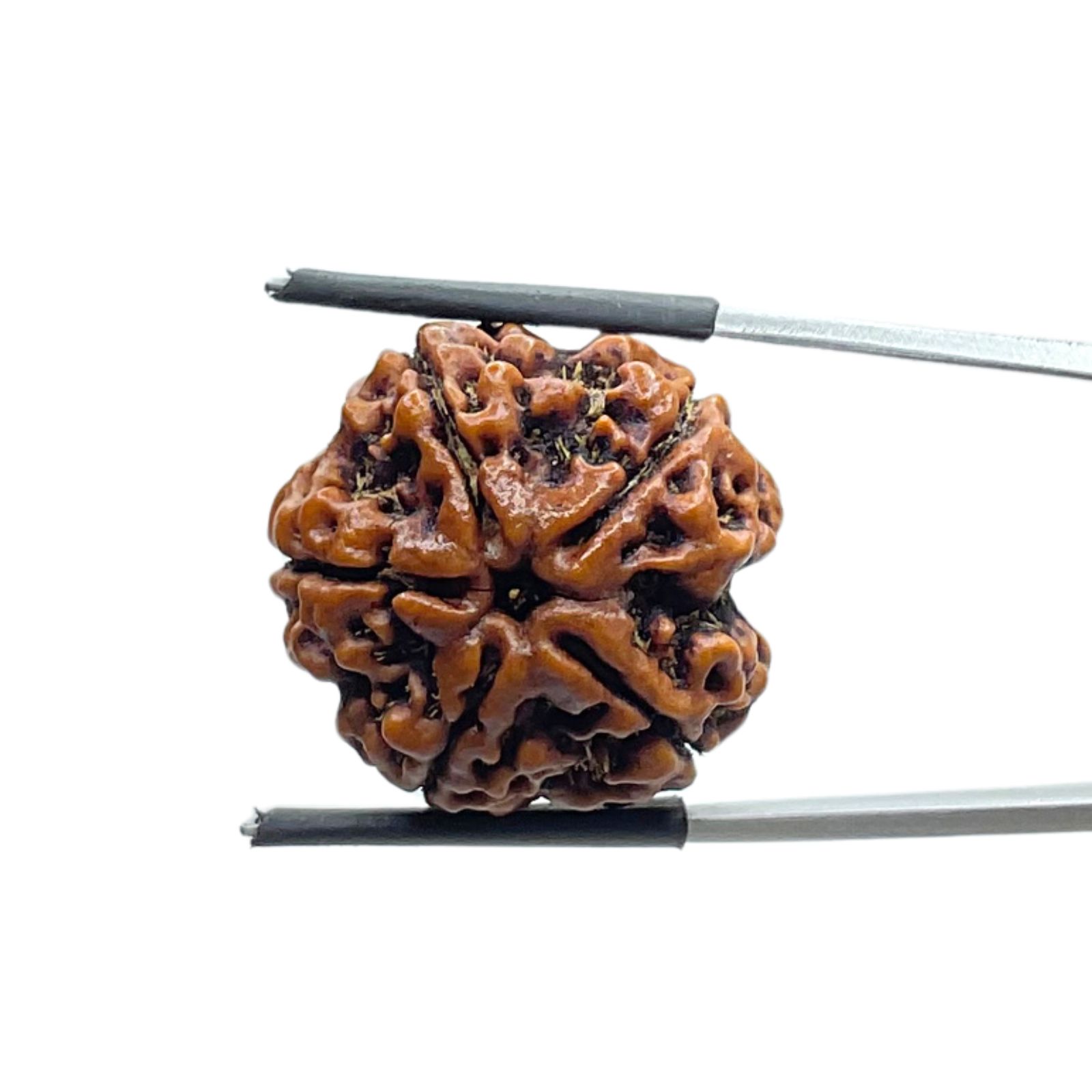 Collector 5 Mukhi Rudraksha Nepal - (22.35 MM)