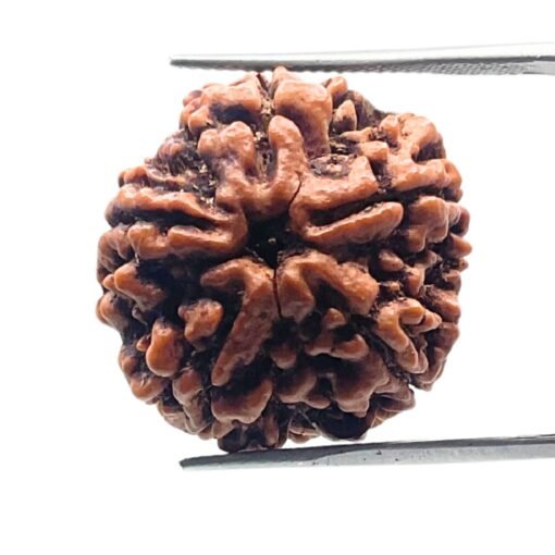 Collector 5 Mukhi Rudraksha Nepal - (22.72 Mm)