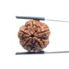 Collector 5 Mukhi Rudraksha Nepal - (22.78 MM)