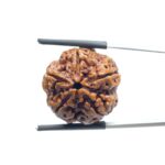 Collector 5 Mukhi Rudraksha Nepal - (22.78 MM)