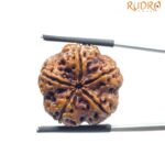 Collector 5 Mukhi Rudraksha Nepal - (22.78 MM)